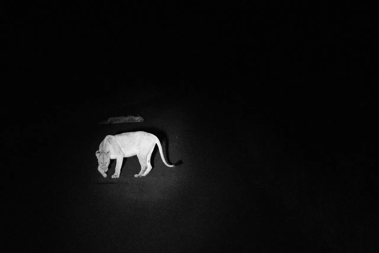 Kruger National Park, Limpopo, 2026