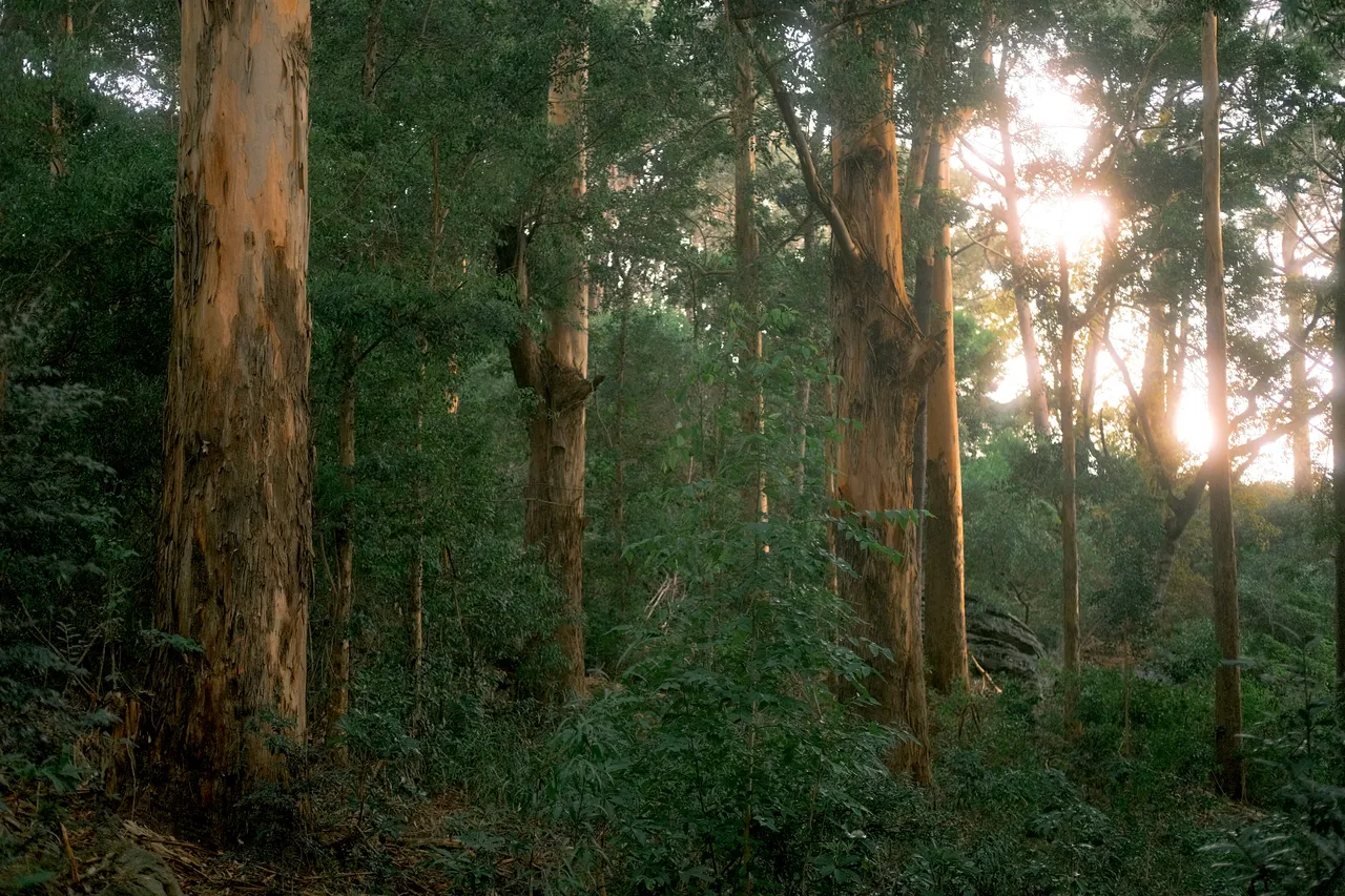 Newlands Forest, Cape Town, 2024
